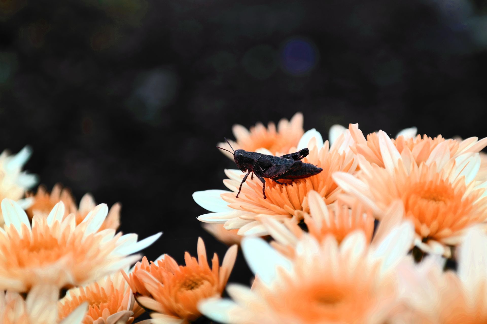Macro shot of a black insect perched on peach chrysanthemums against a dark background.