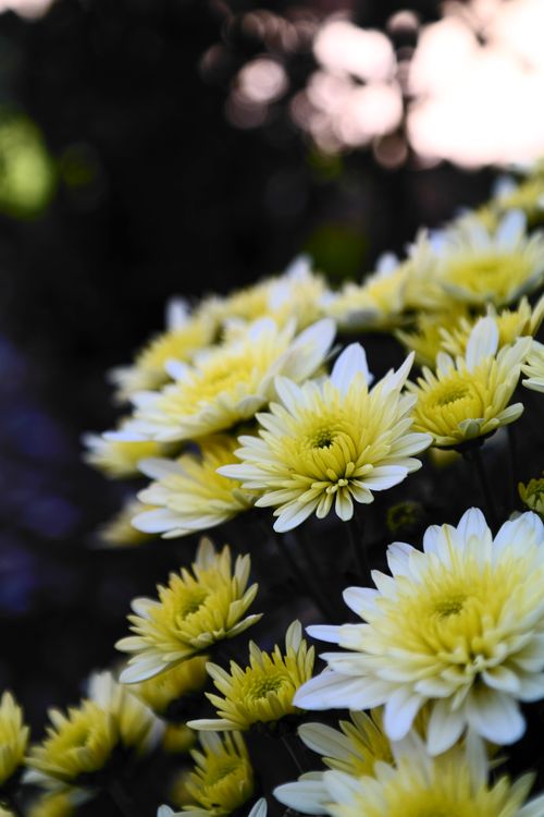 Free Close-up of yellow and white chrysanthemums blooming outdoors, capturing delicate floral beauty. Stock Photo