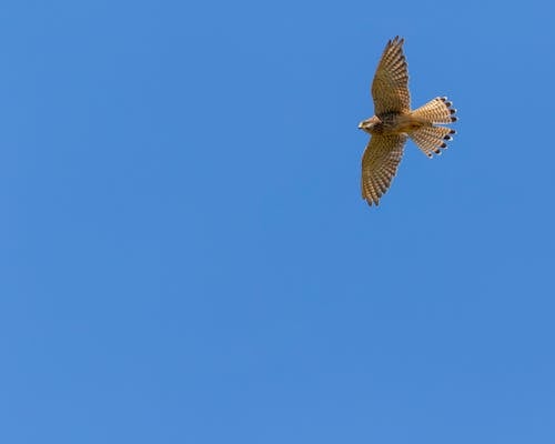 Flying Hawk on a Blue Sky 