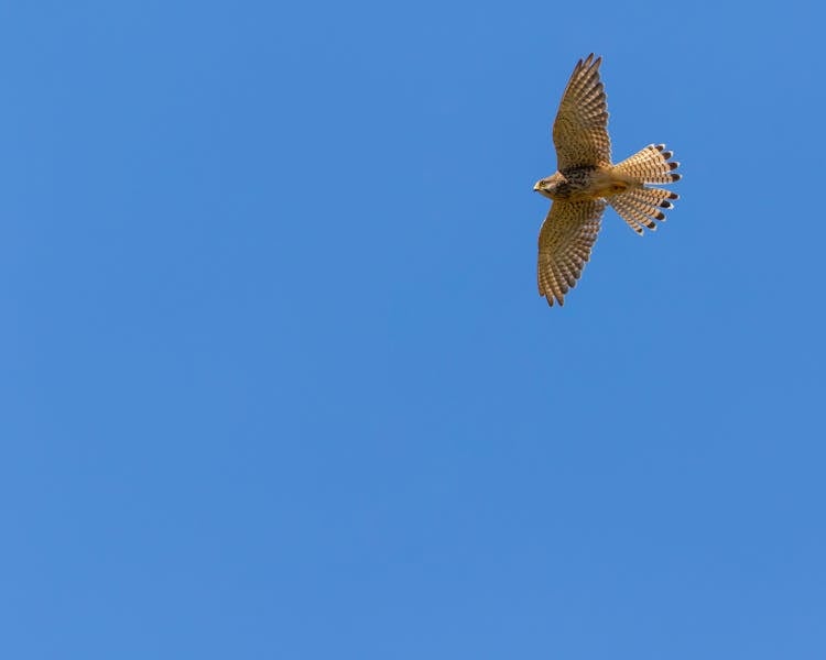 Flying Hawk On A Blue Sky 