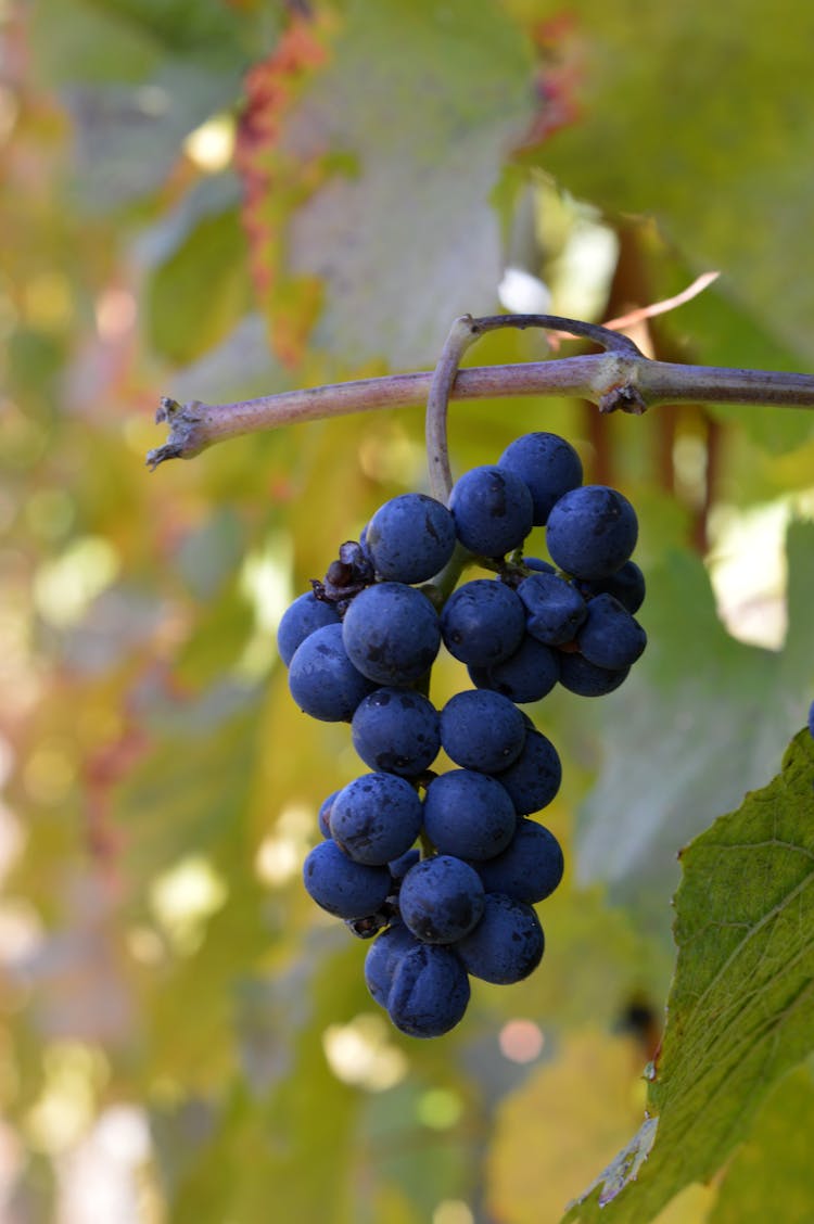 Close-up Photo Of Ripe Grapes 