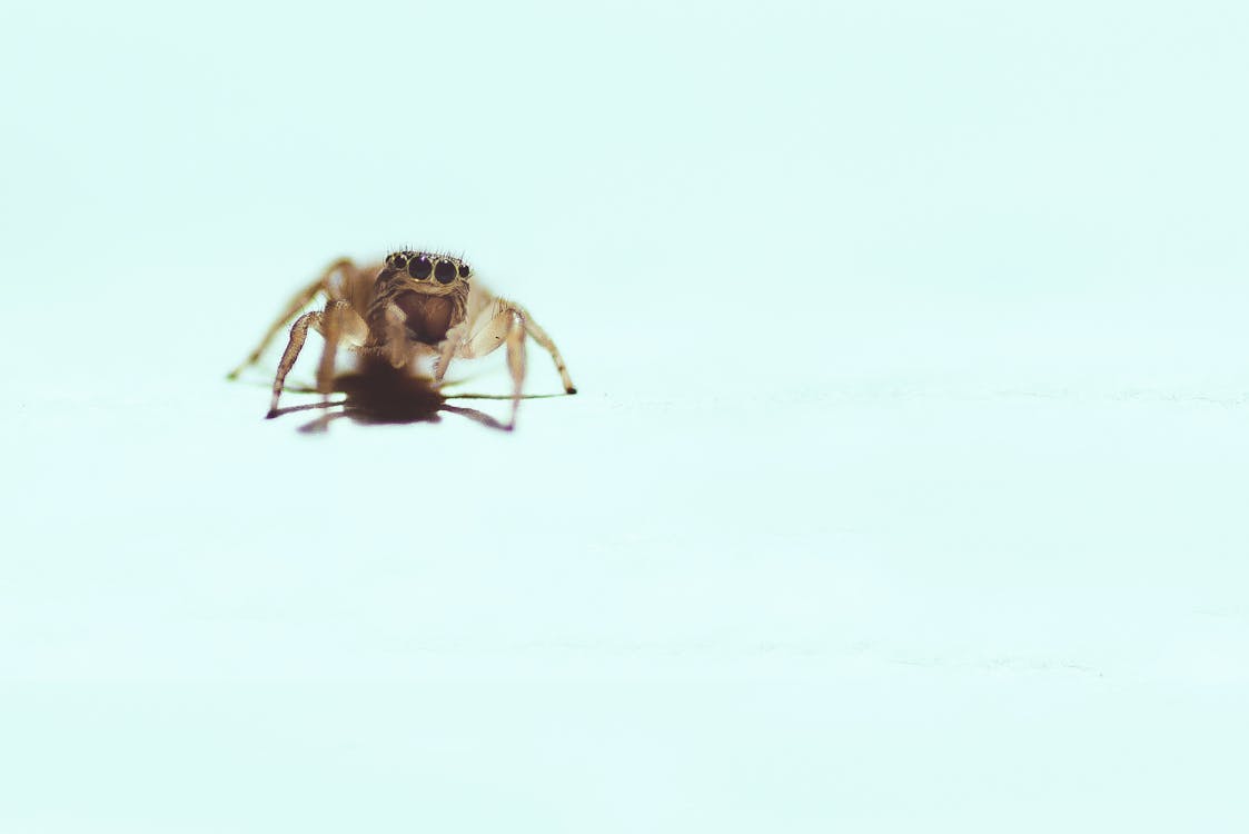 Foto profissional grátis de animal, aranha, bicho