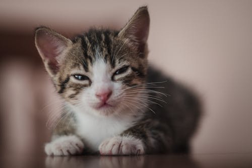 Free Immagine gratuita di animale, bambino, gatto Stock Photo