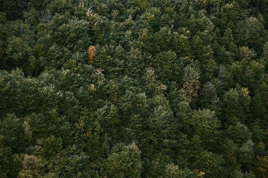 Explore the dense greenery of a vibrant forest canopy from above.