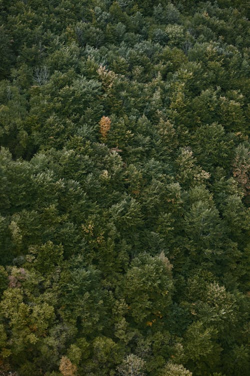 Imagine de stoc gratuită din arbori, arbori veșnic verzi, codru