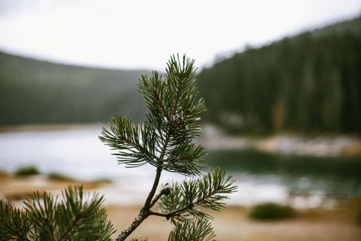 Close-up Photo of Pine Tree 