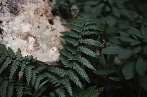 Close-up Photo of Fern Leaves 