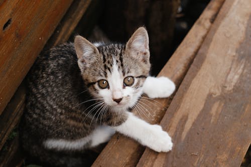 Close-up Photo of Cute Tabby Kitten 