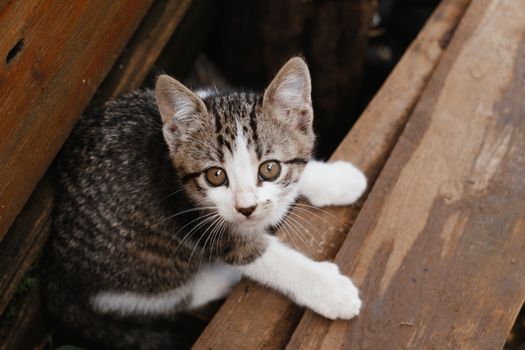 一只可爱的虎斑猫在木制区域探索，特写镜头捕捉到了它好奇的目光