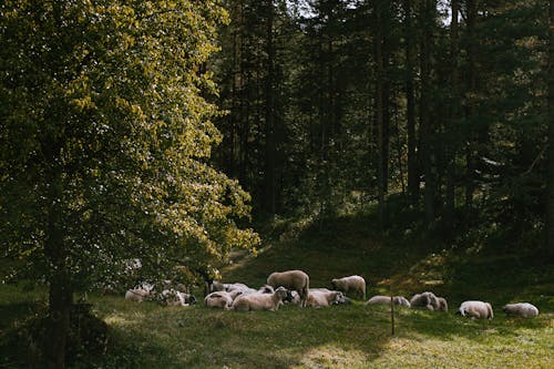 Foto profissional grátis de animal da fazenda, árvores, bando