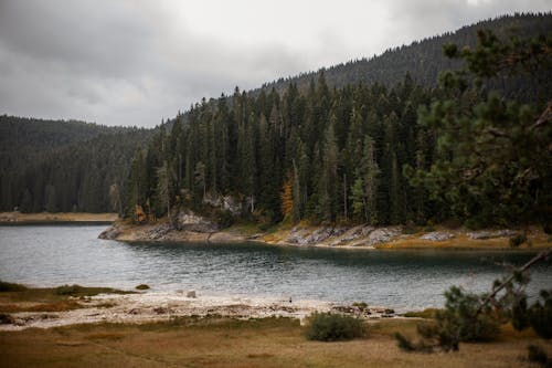 Conifer Trees Near Body of Water