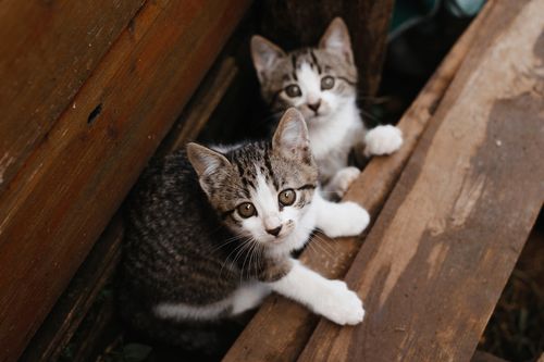 Free Two cute kittens exploring outdoors with curious expressions. Stock Photo