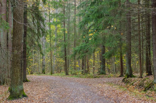 Dirt Road on a Forest 