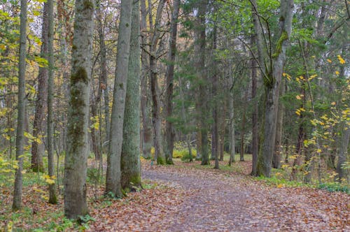 Dirt Road on a Forest 