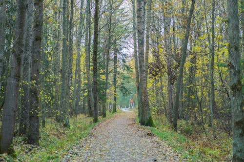 Pathway Between Trees