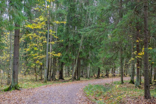 무료 나무, 비포장 도로, 숲의 무료 스톡 사진