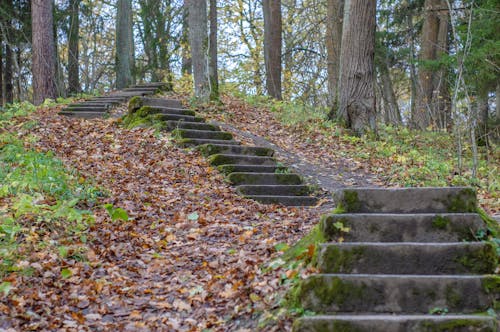 Concrete Stairs on a Forest 