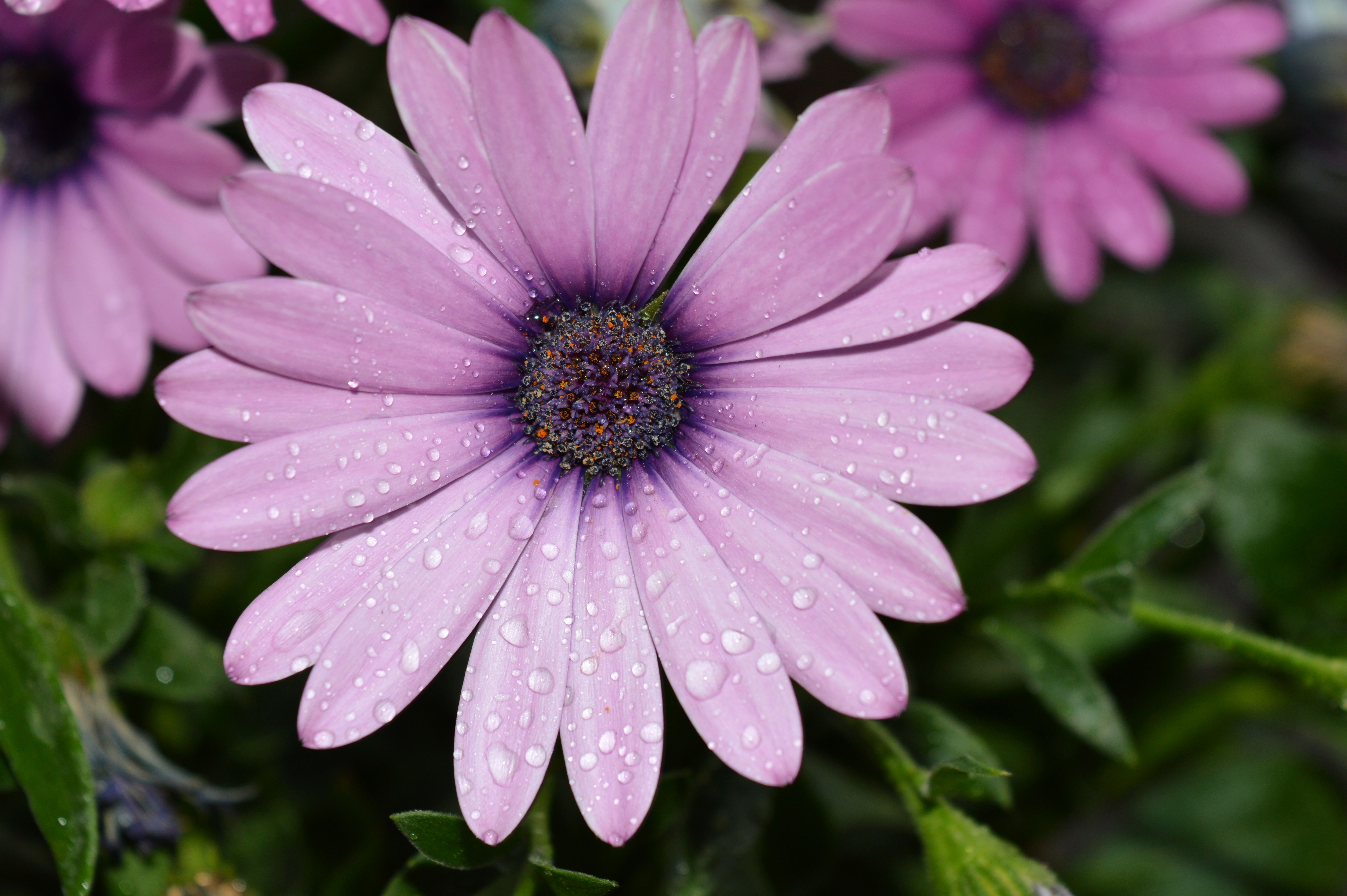 Close-Up Shot of Blooming Purple Flowers · Free Stock Photo