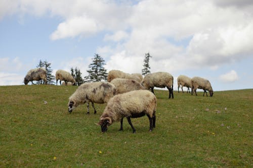 Základová fotografie zdarma na téma dlouhý záběr, domestikovaný, farmářské zvíře