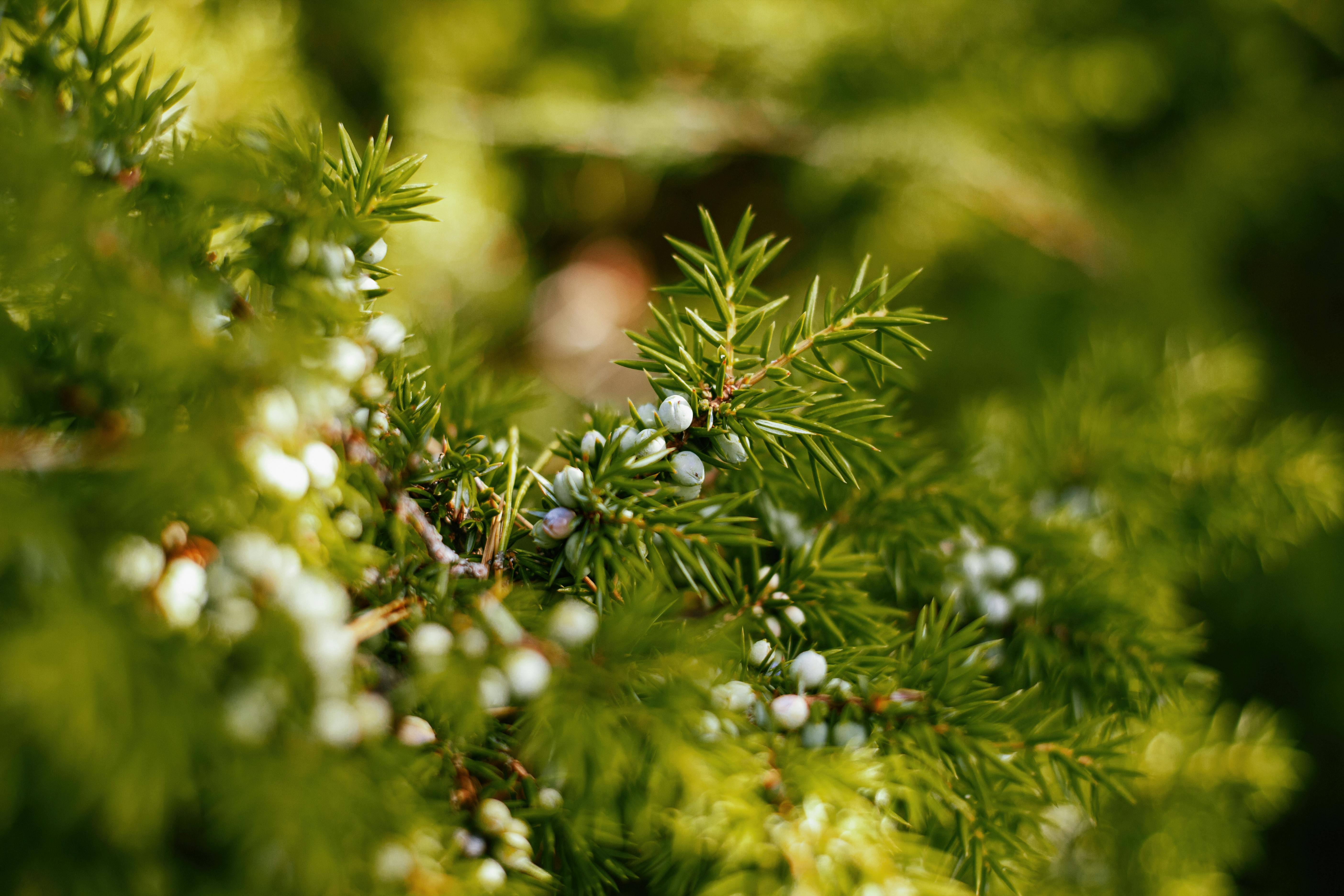 Detailed macro shot of common juniper branch with fresh green needles and berries.