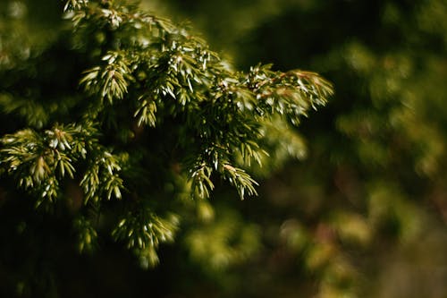 Macro Photography of Pine Leaves 