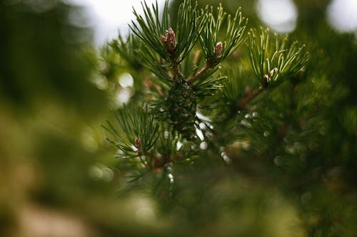 Close-up Photo of Green Pine Leaves 