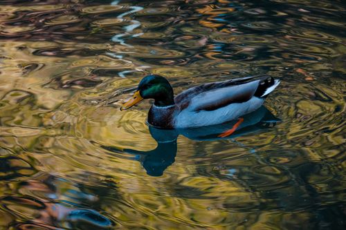 Free From above of drake with long beak and striped body reflecting in pure rippled river Stock Photo