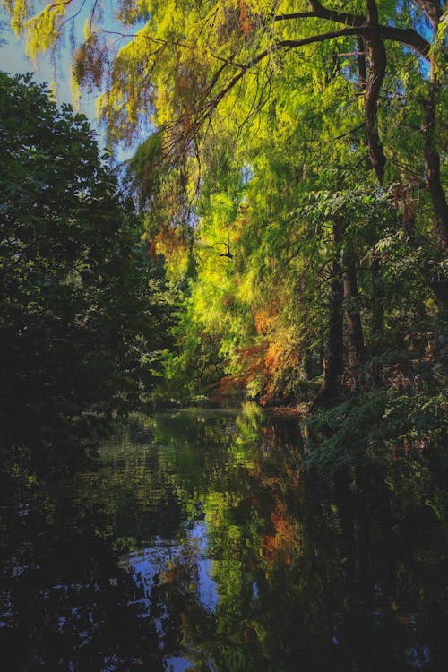 Photos gratuites de aquarelle, arbre, automne