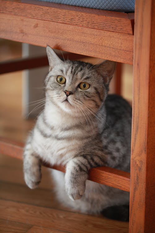 Free Gray Tabby Cat Under the Chair Stock Photo