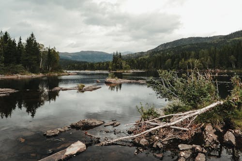 Immagine gratuita di abete, acqua, albero