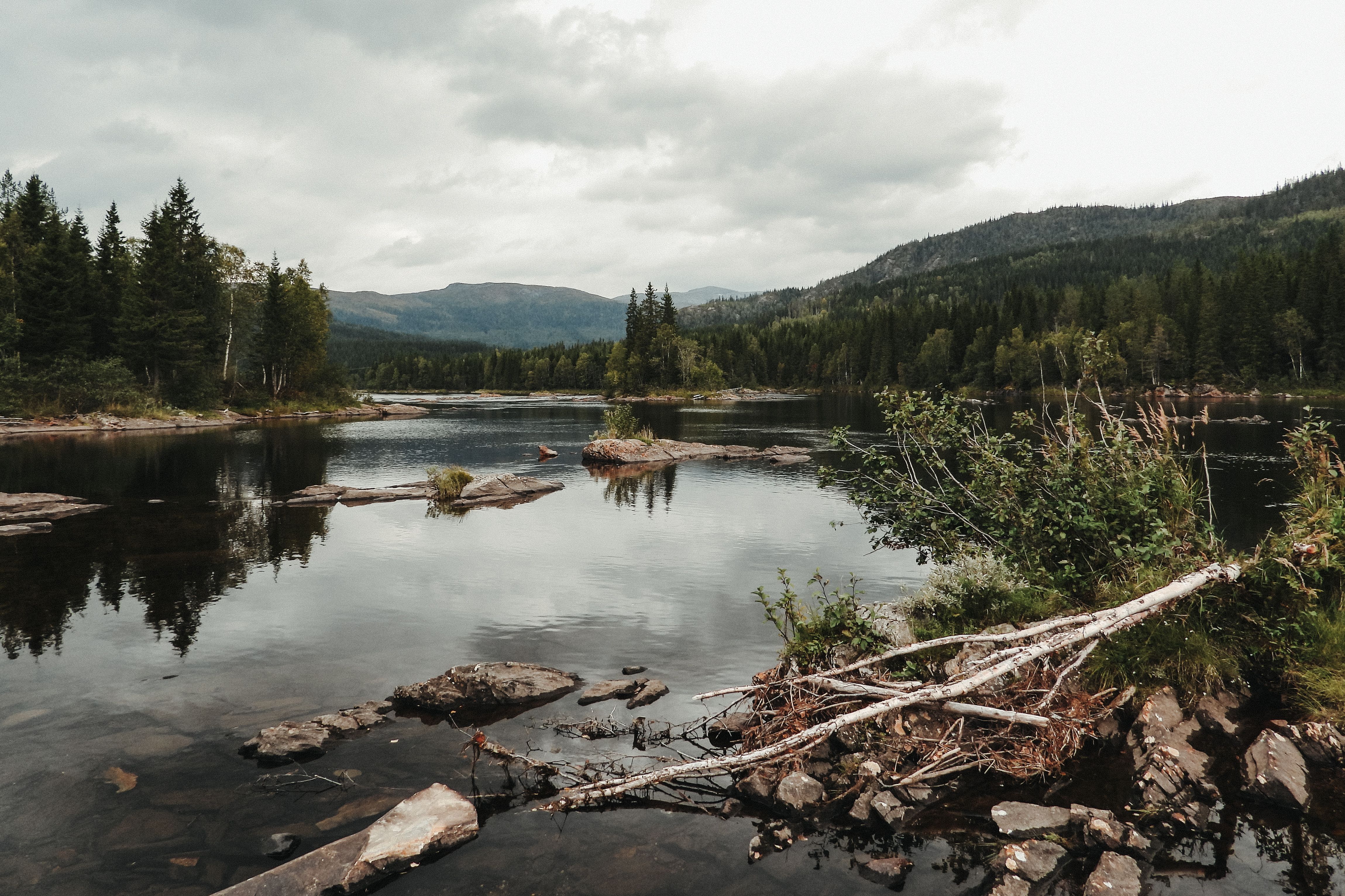 Gray sky over green forest trees · Free Stock Photo