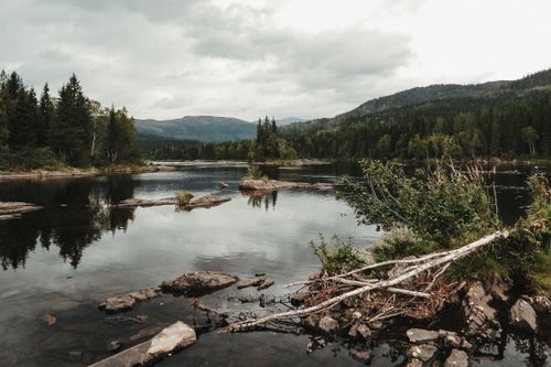 Free Picturesque scenery of lake surrounded by coniferous trees growing in dense forest and reflecting in water surface Stock Photo