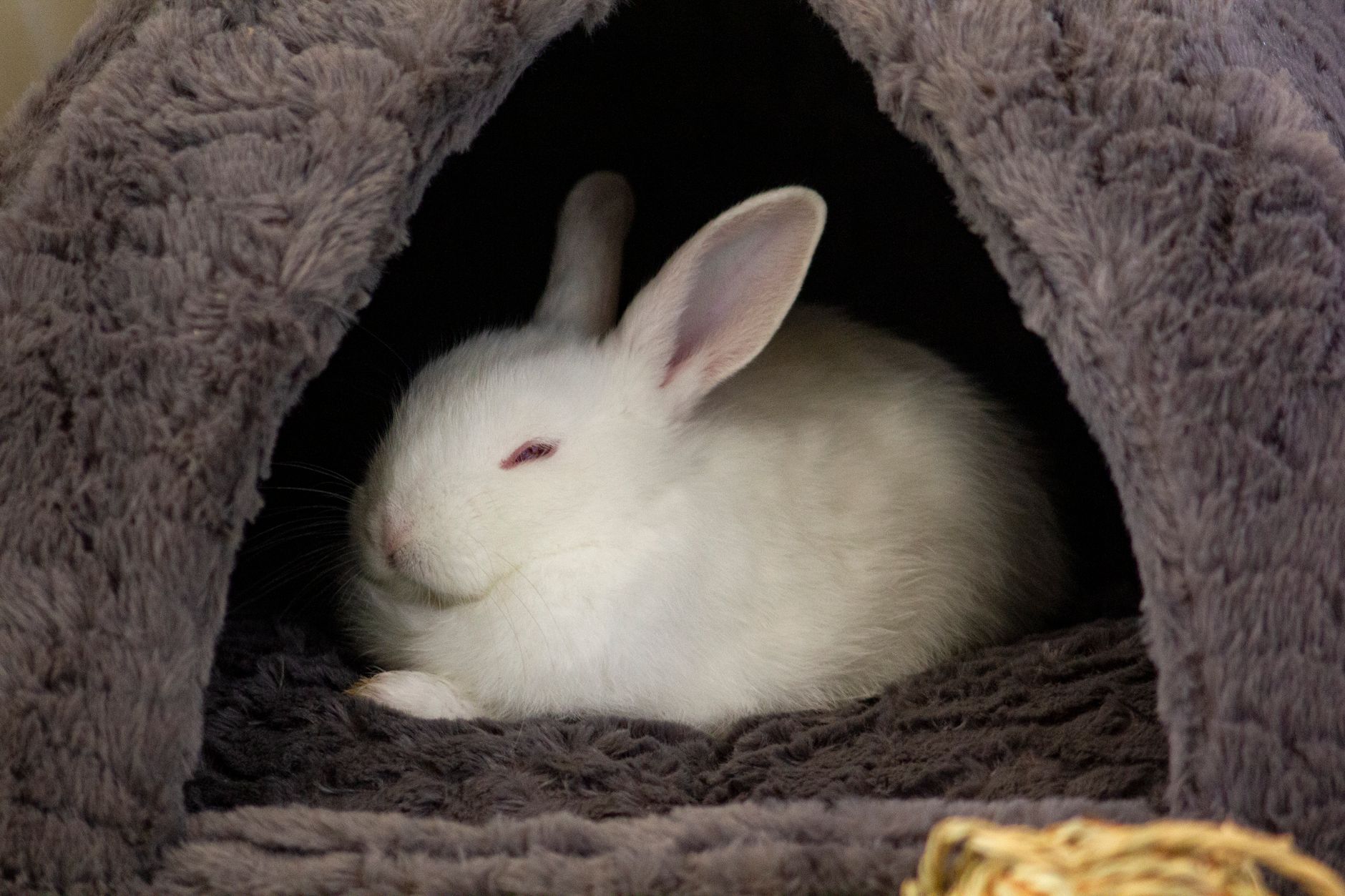 A rabbit undergoing diagnostic blood testing at a veterinary clinic