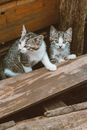 White and Black Tabby Cat on Brown Wooden Table