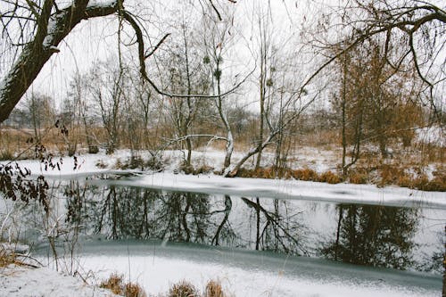 Ingyenes stockfotó csupasz fák, fagyos időjárás, hóval borított témában