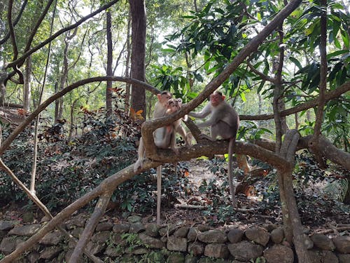 免费 棲息地, 樹枝, 獼猴 的 免费素材图片 素材图片