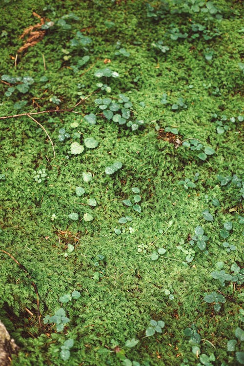 Δωρεάν στοκ φωτογραφιών με groundcover, ανάπτυξη, κατακόρυφη λήψη