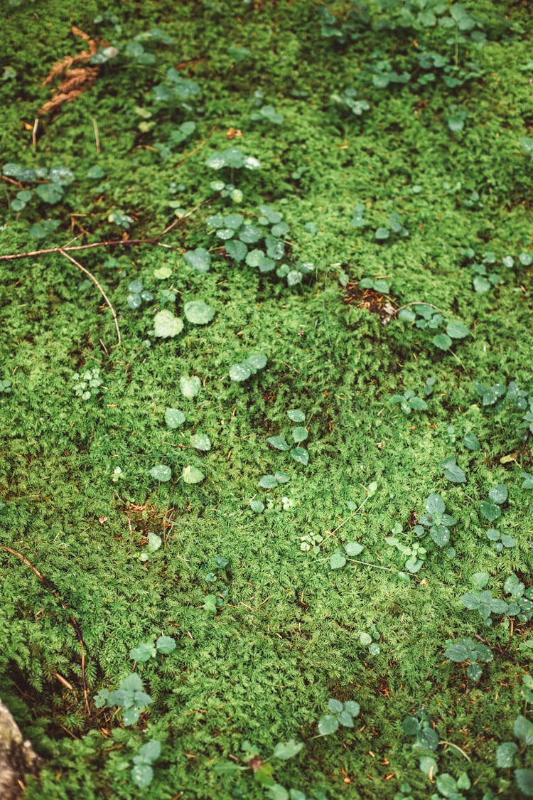 Close-up Photo Of Groundcover 