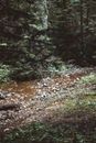 Green Trees on Brown Soil