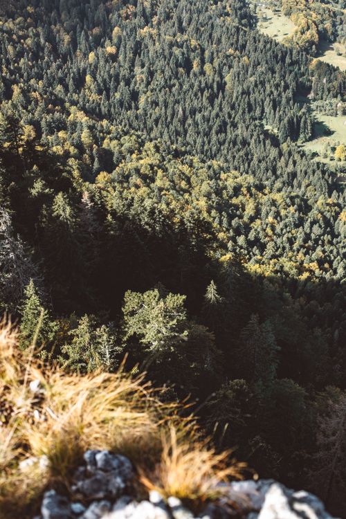 Free Scenic aerial photograph capturing a dense forest of conifer trees and rugged terrain. Stock Photo
