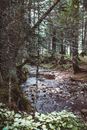 River in the Middle of Forest