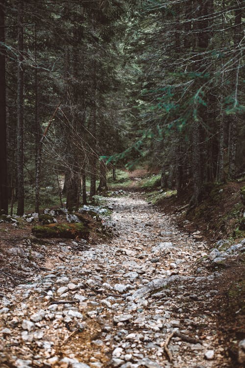 Ilmainen kuvapankkikuva tunnisteilla metsä, puut, soratie