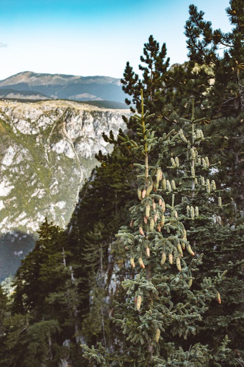 Free Trees on Mountainside Stock Photo