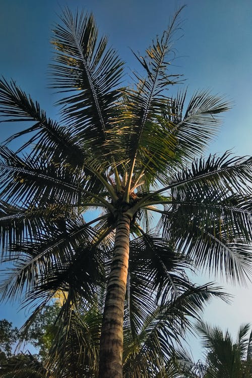 bezplatná Základová fotografie zdarma na téma kokosová palma, tropický, záběr z nízkého úhlu Základová fotografie