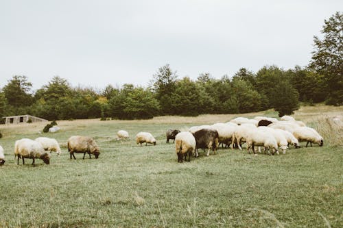 Herd of Sheep on Grassfield