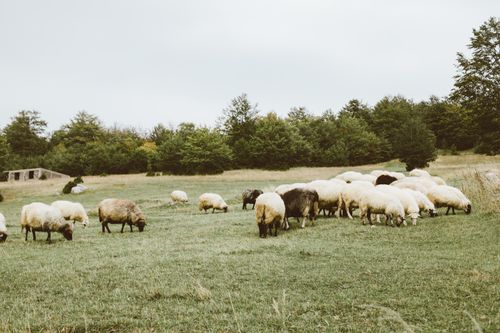 Free A serene rural view of sheep grazing on a lush green pasture surrounded by trees. Stock Photo