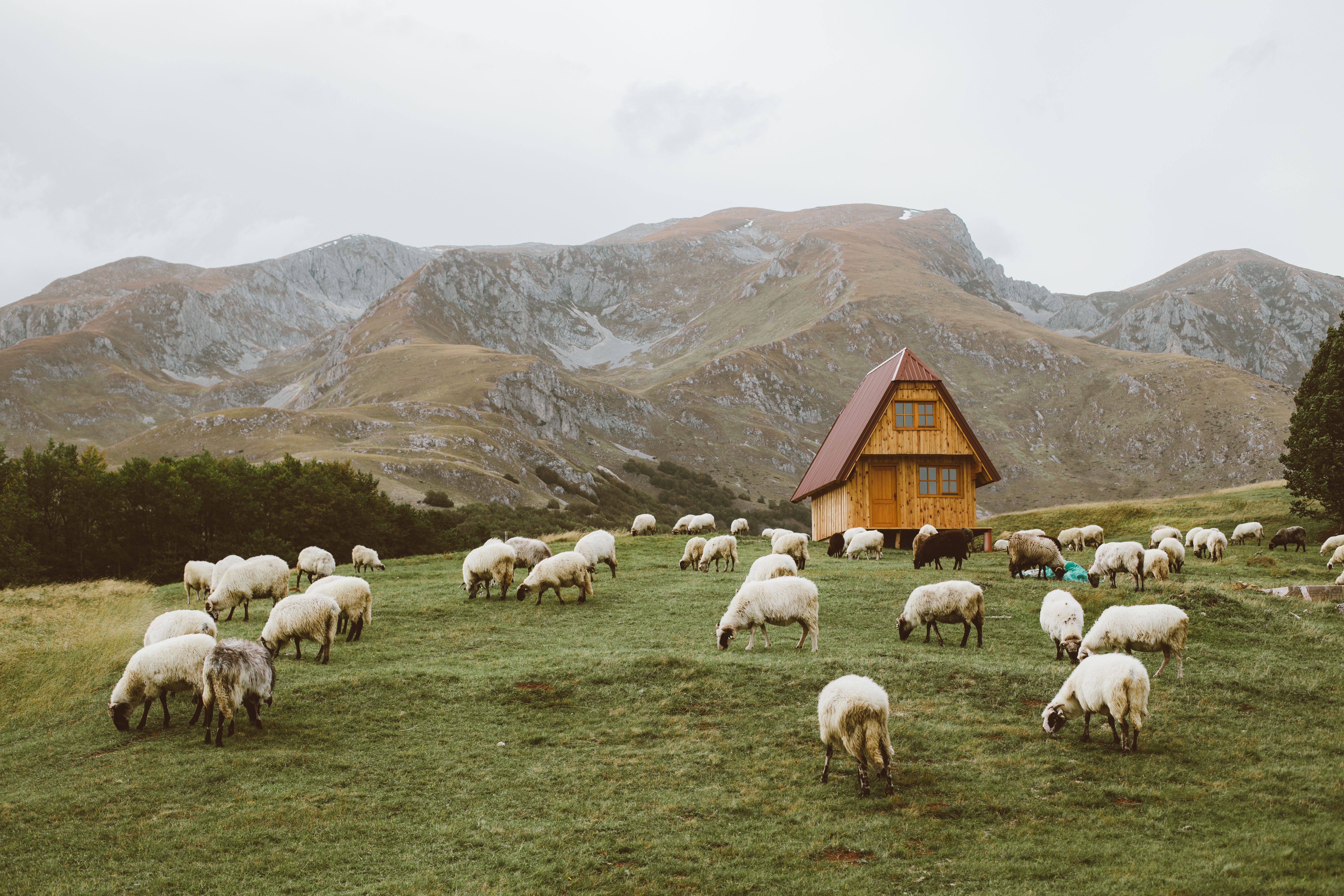 乡村一片宁静，羊群在小屋附近吃草，背景是山