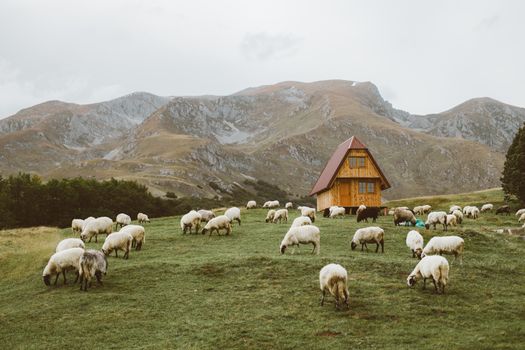 乡村一片宁静，羊群在小屋附近吃草，背景是山