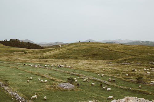 Herd of Sheep on Grassfield