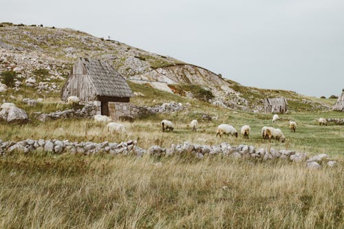 Darmowe zdjęcie z galerii z na dworze, owca, pasterski